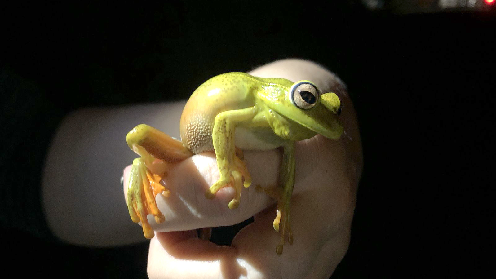 Boana albomarginata (perereca-araponga)