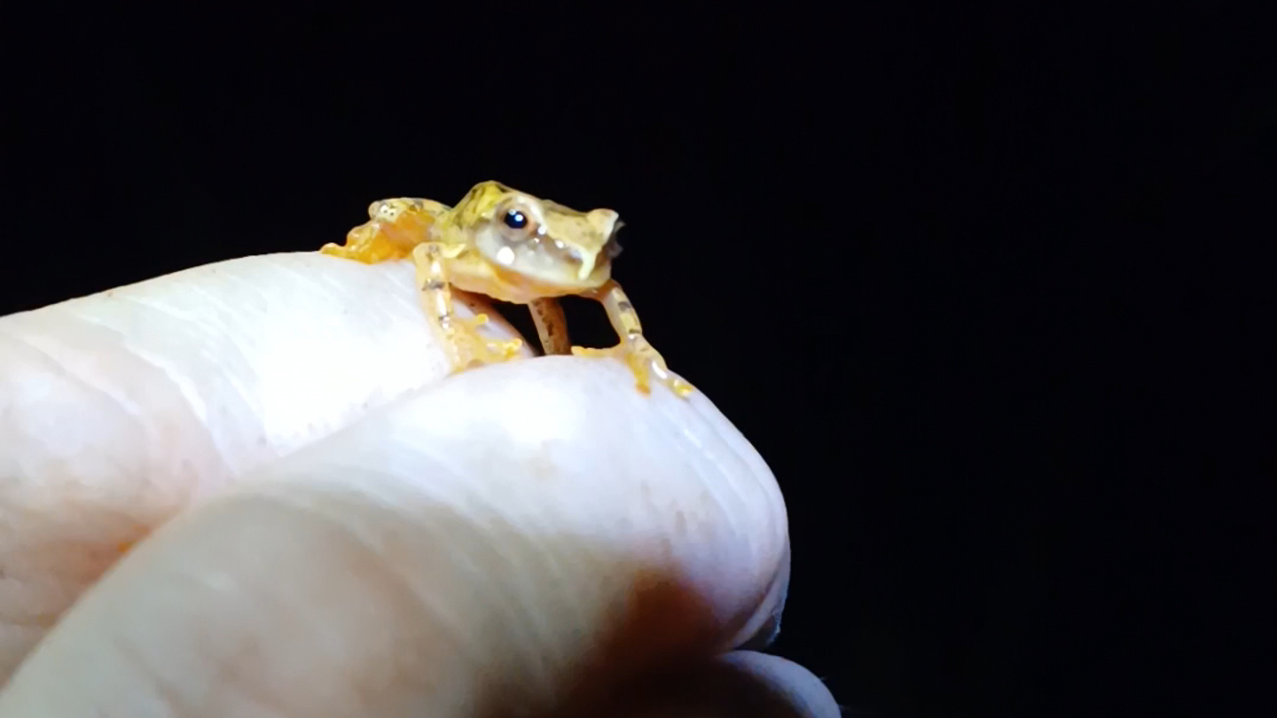 Dendropsophus werneri (perereca-grilo)