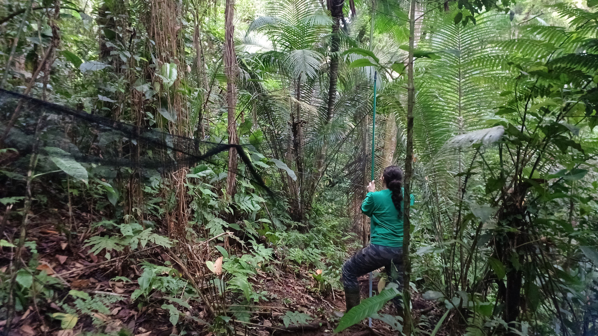 Pesquisadora instalando rede de neblina para captura de aves
