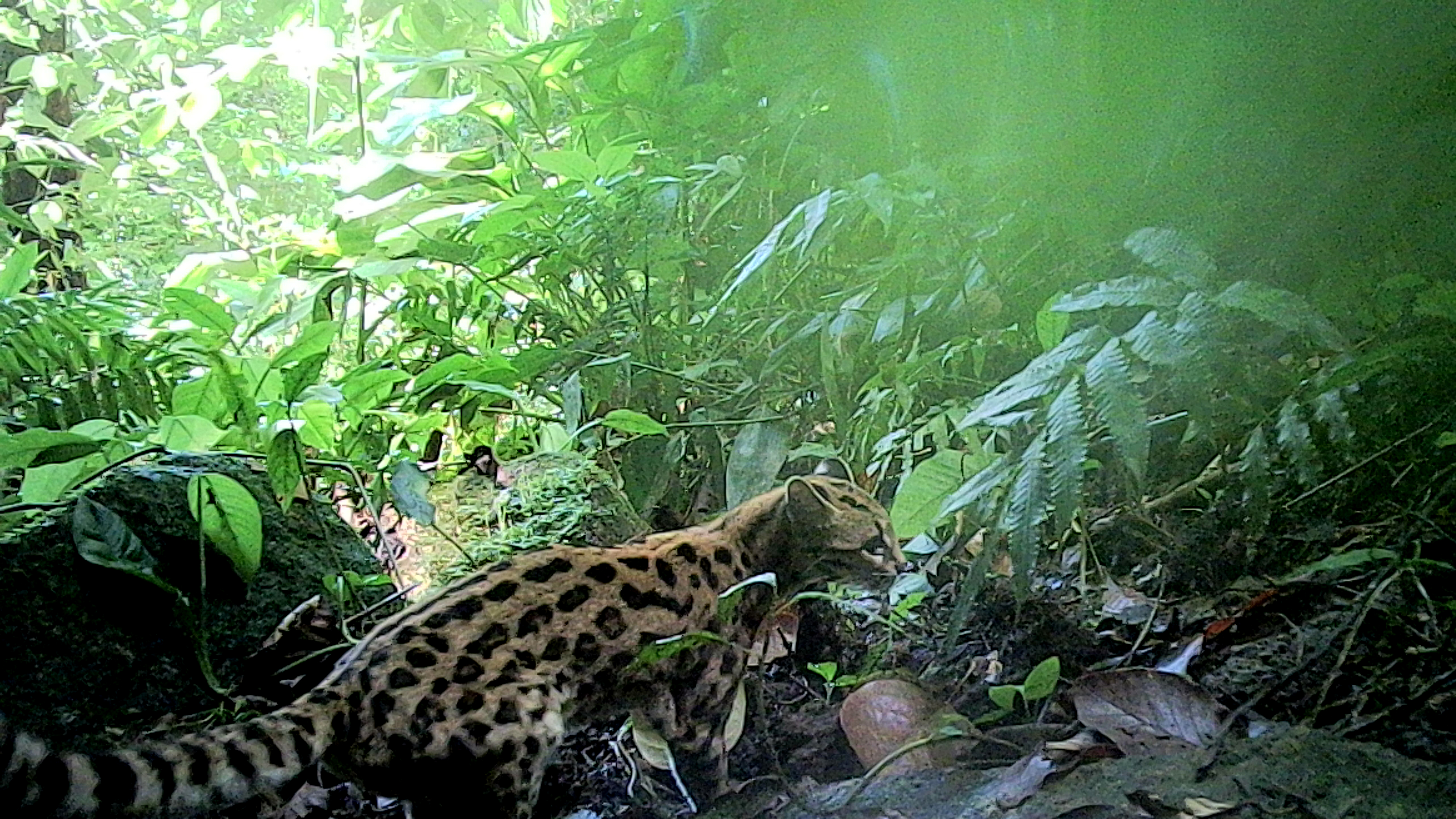 Gato-maracajá (Leopardus wiedii)
