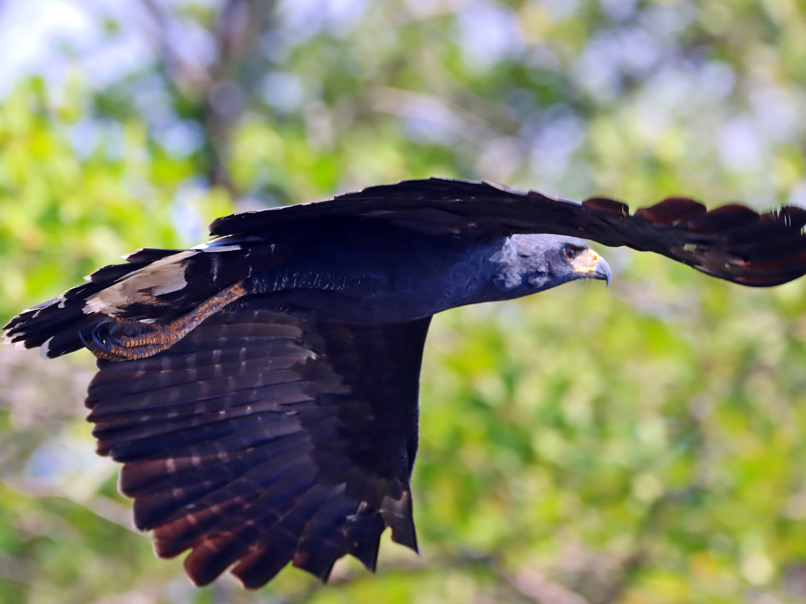 Gavião pega-macaco (Spizaetus tyrannus)