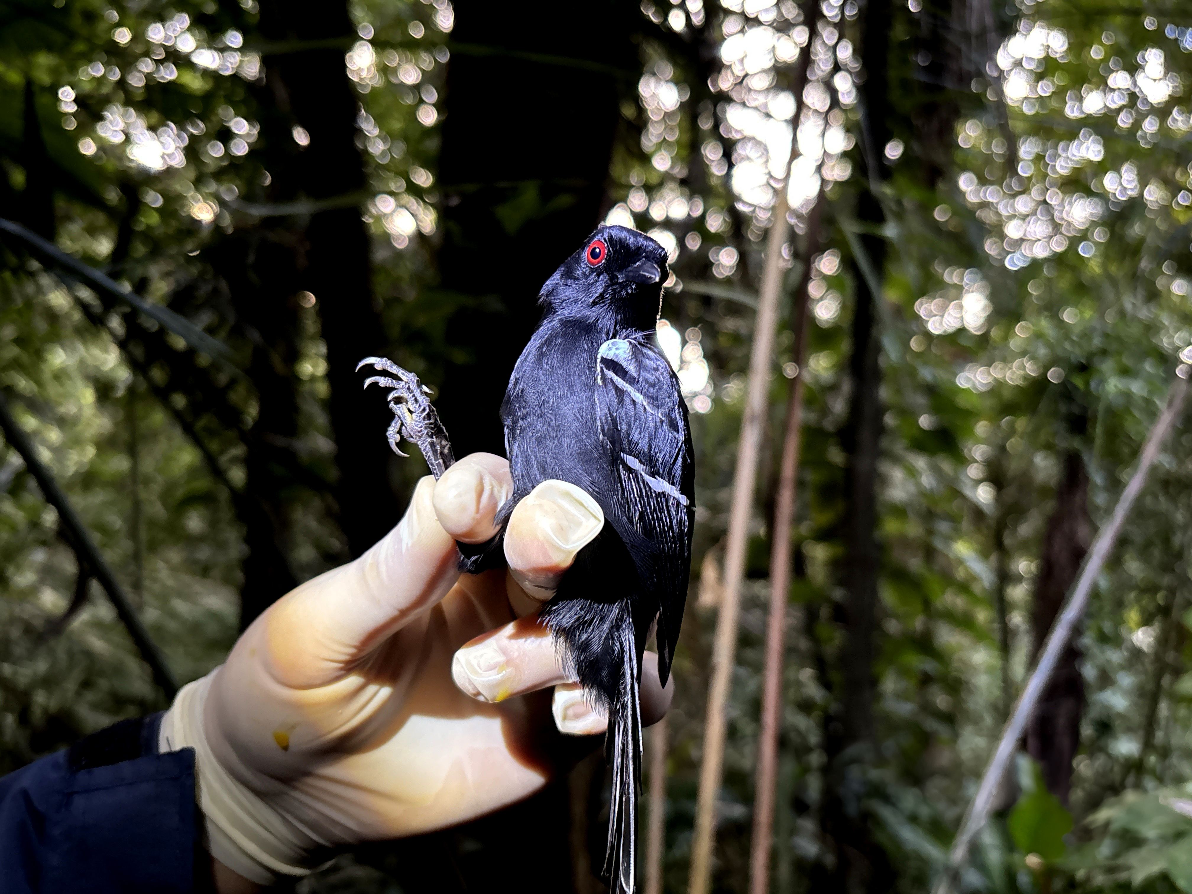 Macho de papa-taoca (Pyriglena leucoptera)