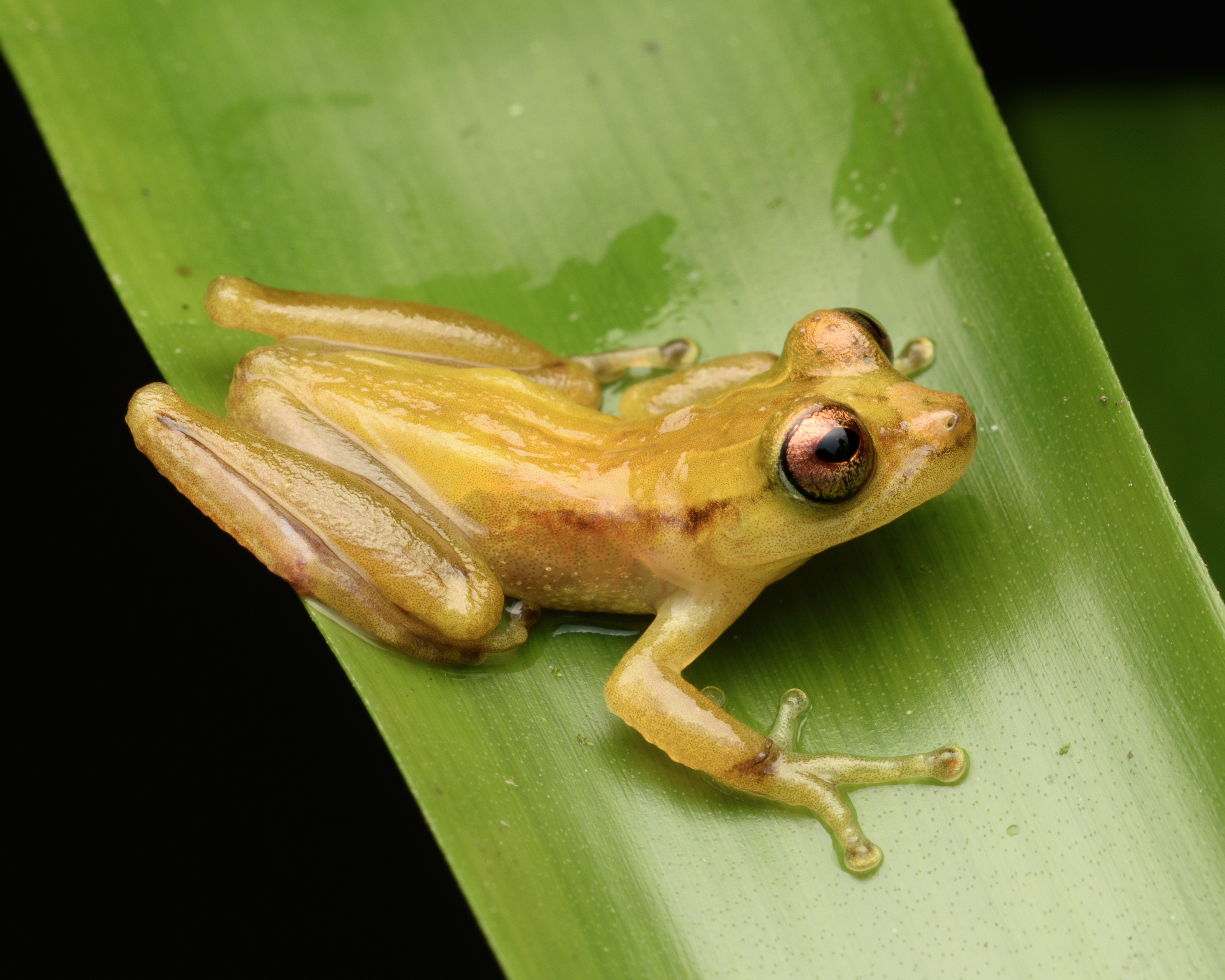 Perereca marsupial (Fritziana mitus)
