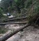 Queda de árvores sobre a PR-092