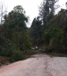 Queda de árvores sobre a PR-092