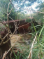 Ponte na Estrada Marabá em Formosa do Oeste