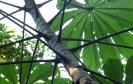 Programas ambientais voltados para a flora na região da Ponte de Guaratuba