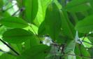 Programas ambientais voltados para a flora na região da Ponte de Guaratuba