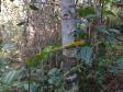 Programas ambientais voltados para a flora na região da Ponte de Guaratuba