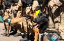 Entrega de viaturas e cães policiais para o BPRv