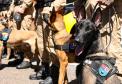 Entrega de viaturas e cães policiais para o BPRv