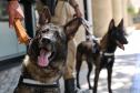 Entrega de viaturas e cães policiais para o BPRv