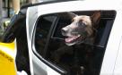 Entrega de viaturas e cães policiais para o BPRv