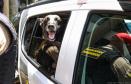 Entrega de viaturas e cães policiais para o BPRv