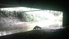 Lontra longicaudis