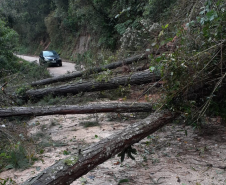 Queda de árvores sobre a PR-092