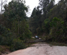 Queda de árvores sobre a PR-092