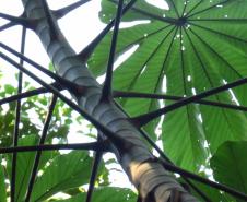 Programas ambientais voltados para a flora na região da Ponte de Guaratuba