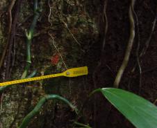Programas ambientais voltados para a flora na região da Ponte de Guaratuba