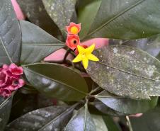 Programas ambientais voltados para a flora na região da Ponte de Guaratuba