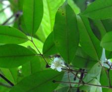 Programas ambientais voltados para a flora na região da Ponte de Guaratuba