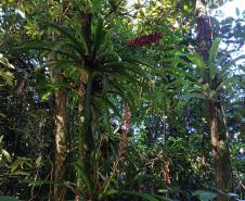 Programas ambientais voltados para a flora na região da Ponte de Guaratuba