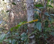 Programas ambientais voltados para a flora na região da Ponte de Guaratuba