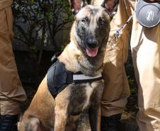 Entrega de viaturas e cães policiais para o BPRv