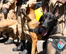 Entrega de viaturas e cães policiais para o BPRv