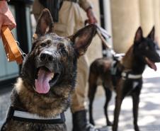 Entrega de viaturas e cães policiais para o BPRv