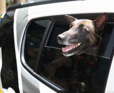 Entrega de viaturas e cães policiais para o BPRv
