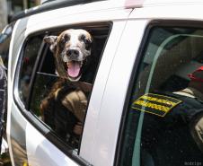 Entrega de viaturas e cães policiais para o BPRv