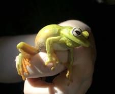 Boana albomarginata (perereca-araponga)