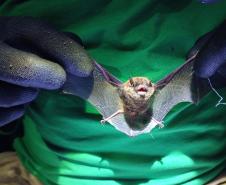 Myotis sp. (morcego)