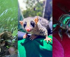 Fauna na região da Ponte de Guaratuba