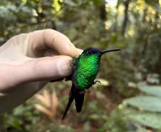 Beija-flor de fronte violeta (Thalurania glaucopis)