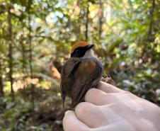 Cuspidor de máscara preta (Conopophaga melanops)