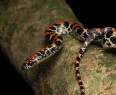 Falsa-coral (Siphlophis pulcher)