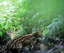Gato-maracajá (Leopardus wiedii)