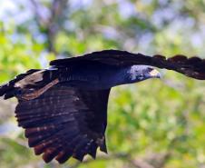 Gavião pega-macaco (Spizaetus tyrannus)