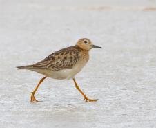 Maçarico-acanelado (Calidris subruficollis)