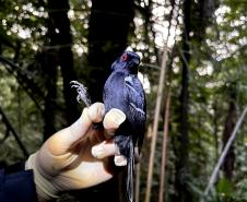 Macho de papa-taoca (Pyriglena leucoptera)
