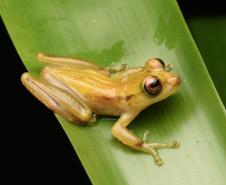Perereca marsupial (Fritziana mitus)