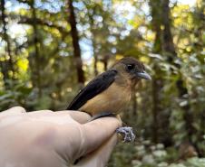 Tiê-de-topete (Trichothraupis melanops)