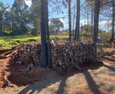 PRC-466 material lenhoso depositado na faixa de domínio