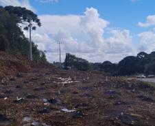 PRC-466 entre Turvo e Palmeirinha