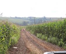 Janiópolis - Estrada São Domingos