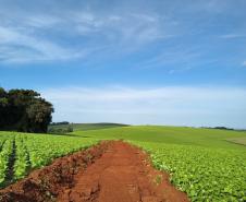 PR-916 Contorno Noroeste de Pato Branco lote 2 - serviços iniciais