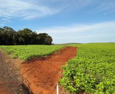 PR-916 Contorno Noroeste de Pato Branco lote 2 - serviços iniciais