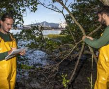 Os seis manguezais no entorno dos portos de Paranaguá e Antonina são monitorados regularmente. Neste ano, foram quatro atividades de atenção e cuidado voltadas ao ecossistema. Ao longo desta semana, uma equipe de técnicos dos Portos do Paraná trabalhará na análise dos dados coletados.  -  Paranaguá, 25/03/2019  -  Foto: Claudio Neves/ Administração dos Portos do Paraná